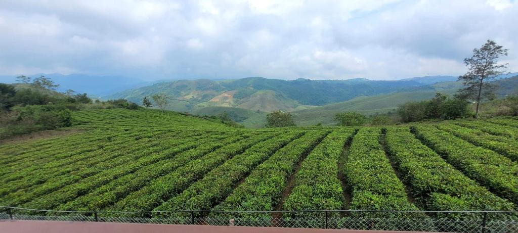 Tea Gardens