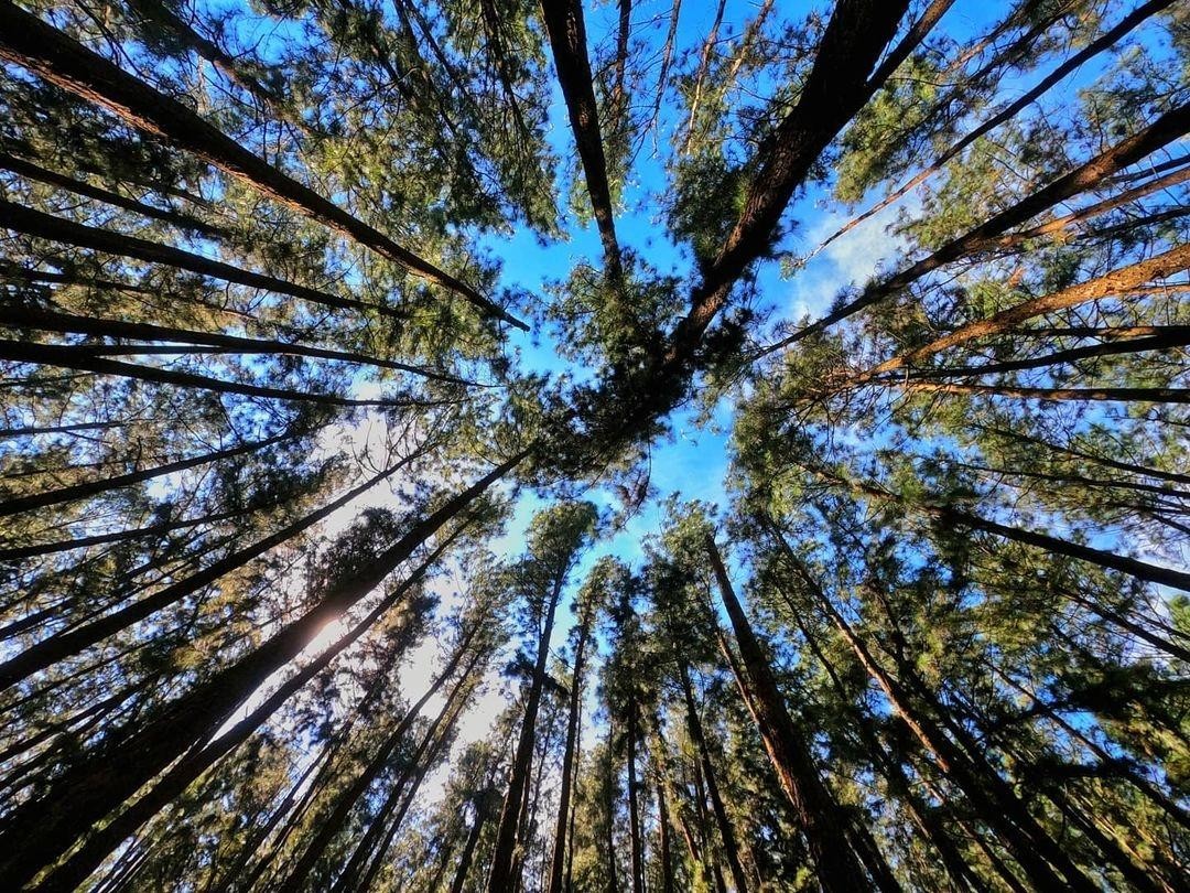Vagamon Pine Forest